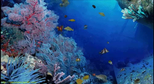 fish
