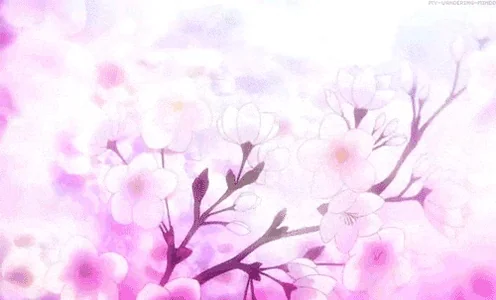 Cherry Blossom Sakura