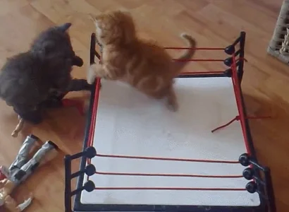 Кошачья Драка Котик