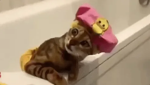 Смешно Животные Прикольно