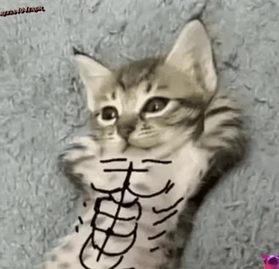 Кот Мем Кошки