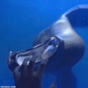 Морской Лев Wtf Волна