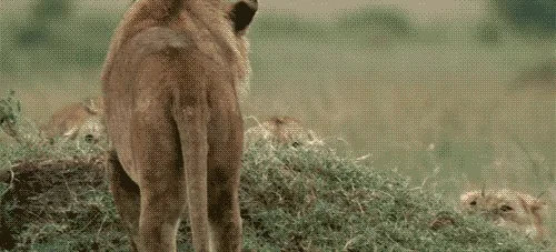 Животные Удивительно Потрясающе