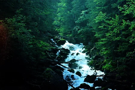 forest