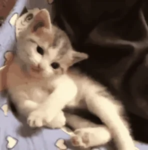 Cat Sup