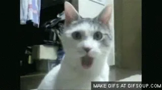 Не Может Быть Котик Кошка