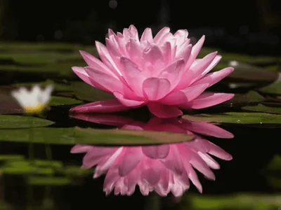 water lily
