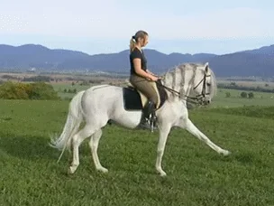Конь Лошадь Hoof