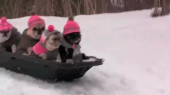 Зима Катается На Санках Собака