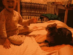 Кошачья Драка Котик Кошка