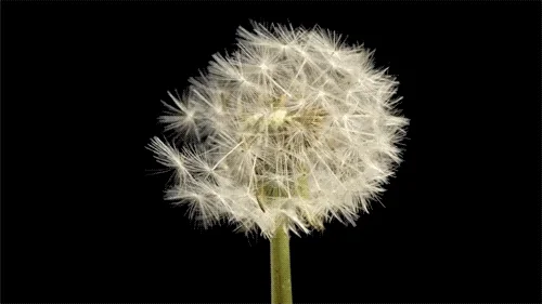 Life Cycle Flower