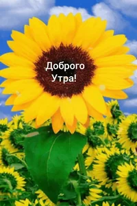 Доброе Утро Открытка