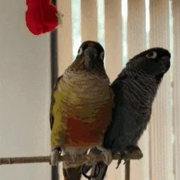 Pushing Green Cheeked Conure