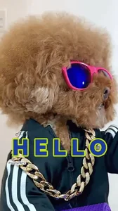 Whats Up Hello