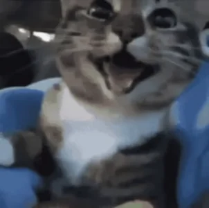 Small Smile Cat