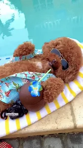 Summer Hello