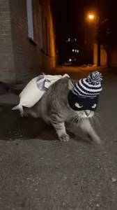 Кот Кошки Котик