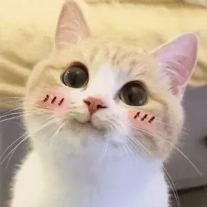 Happy Cat