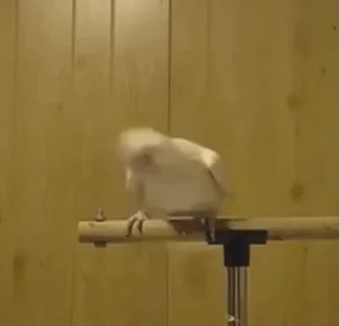 Птица Танец Танцует