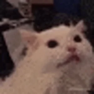 Кот Мяу