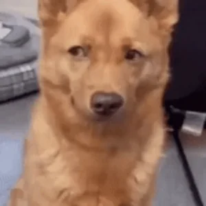 Hyejinsgenre Dog Meme Face
