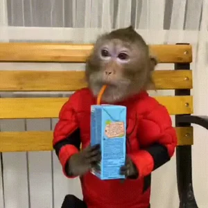 Обезьяна Мартышка Деловая