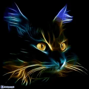 Коты Кот Котик