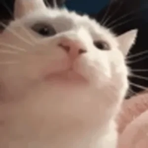 Кот Качает Дискотека
