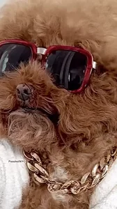 Sexy Cool Dog