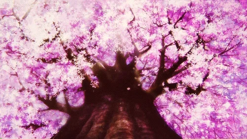 japan sakura