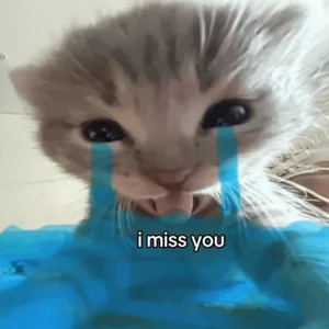 Miss You Cat Meme