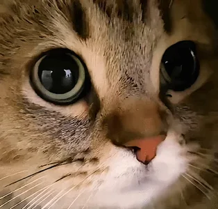 Да Согласен Кот