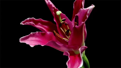 Цветы Цветок Flower