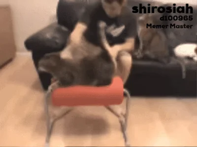 Cat Car