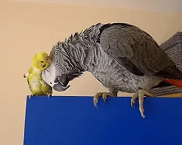 Bird Птица Птицы