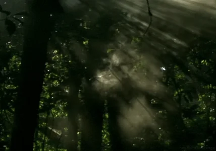 forest mist
