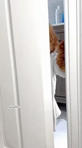 Dogs Hello