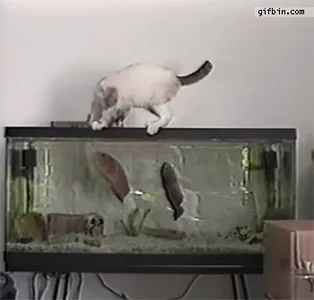 Кот Испуг Рыба