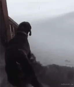Snow Day Dog