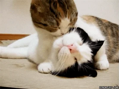 Cat Kiss
