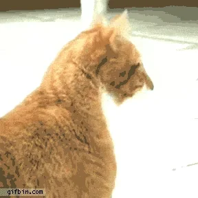 Кот В Шоке Котик