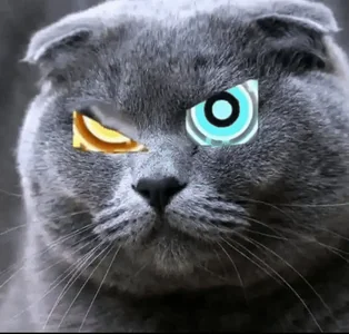 Cat Geometry
