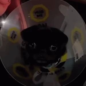 Dog Doggy Scared