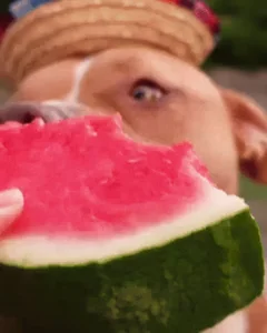 Собака Вкуснятина Еда