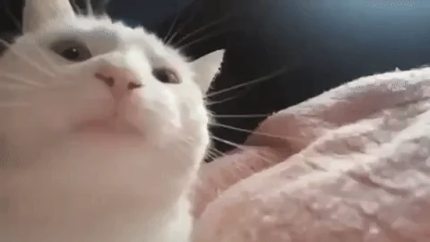 Качаетголовой Кот Качает