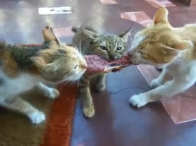 cat