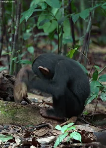 Природа Обезьяна Пейзаж