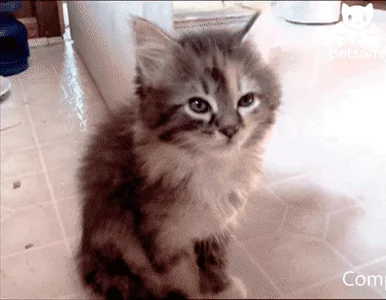 Усталость Котенок Коты