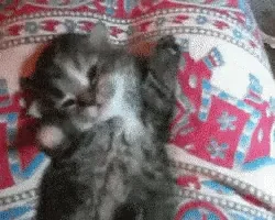 Доброе Утро Просыпайся Котенок
