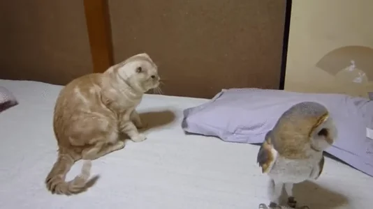 Котик Кошка Кот